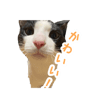 さすけの気持ち（個別スタンプ：1）