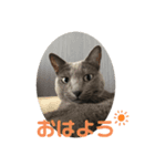 ロシアンブルーのばにら（個別スタンプ：4）