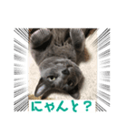 ロシアンブルーのばにら（個別スタンプ：7）
