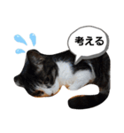 猫にゃんのおうち会話（個別スタンプ：1）
