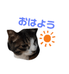 猫にゃんのおうち会話（個別スタンプ：2）