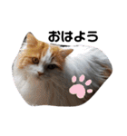 猫にゃんのおうち会話（個別スタンプ：3）