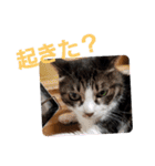 猫にゃんのおうち会話（個別スタンプ：4）
