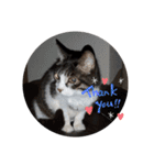 猫にゃんのおうち会話（個別スタンプ：7）
