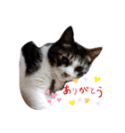 猫にゃんのおうち会話（個別スタンプ：8）