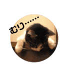 猫にゃんのおうち会話（個別スタンプ：9）