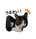猫にゃんのおうち会話（個別スタンプ：10）