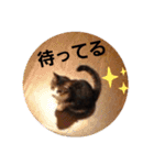 猫にゃんのおうち会話（個別スタンプ：11）