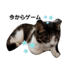 猫にゃんのおうち会話（個別スタンプ：12）