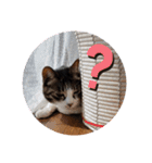 猫にゃんのおうち会話（個別スタンプ：13）
