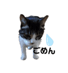 猫にゃんのおうち会話（個別スタンプ：14）