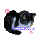猫にゃんのおうち会話（個別スタンプ：15）