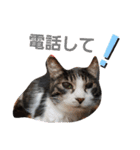 猫にゃんのおうち会話（個別スタンプ：19）