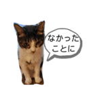 猫にゃんのおうち会話（個別スタンプ：20）