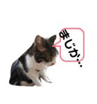 猫にゃんのおうち会話（個別スタンプ：21）