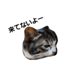 猫にゃんのおうち会話（個別スタンプ：22）