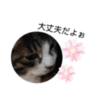 猫にゃんのおうち会話（個別スタンプ：23）