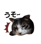 猫にゃんのおうち会話（個別スタンプ：24）