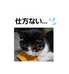 猫にゃんのおうち会話（個別スタンプ：25）
