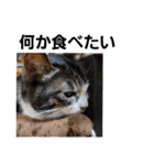 猫にゃんのおうち会話（個別スタンプ：27）