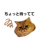 猫にゃんのおうち会話（個別スタンプ：30）
