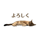 シャムトラオ（個別スタンプ：10）
