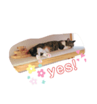 にゃんズ！（個別スタンプ：3）