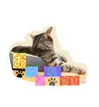 にゃんズ！（個別スタンプ：5）