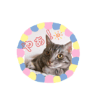 にゃんズ！（個別スタンプ：6）