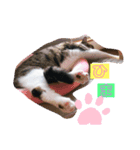 にゃんズ！（個別スタンプ：7）