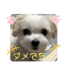 めりるでち❤️（個別スタンプ：1）