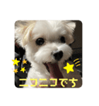 めりるでち❤️（個別スタンプ：7）