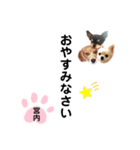 チャッピーチョコラッキーキョン（個別スタンプ：6）