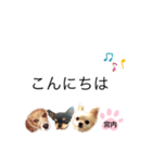 チャッピーチョコラッキーキョン（個別スタンプ：13）