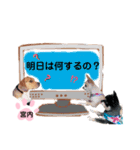チャッピーチョコラッキーキョン（個別スタンプ：35）