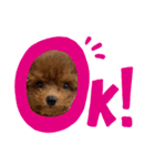 マロン__スタンプ（個別スタンプ：3）
