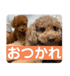 マロン__スタンプ（個別スタンプ：6）