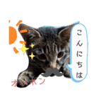 サムとやよいのまったりスタンプ（個別スタンプ：3）