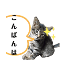 サムとやよいのまったりスタンプ（個別スタンプ：4）