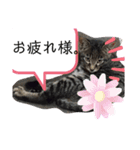 サムとやよいのまったりスタンプ（個別スタンプ：8）