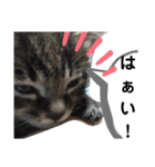 サムとやよいのまったりスタンプ（個別スタンプ：12）