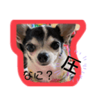 りさりさ'sぺっと（個別スタンプ：3）