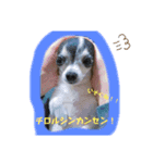 りさりさ'sぺっと（個別スタンプ：7）