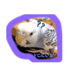 りさりさ'sぺっと（個別スタンプ：8）