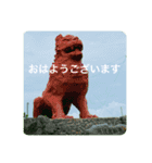 OKINAWAの景色とお花③（個別スタンプ：1）