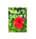 OKINAWAの景色とお花③（個別スタンプ：2）