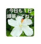 OKINAWAの景色とお花③（個別スタンプ：3）