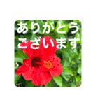 OKINAWAの景色とお花③（個別スタンプ：5）