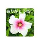OKINAWAの景色とお花③（個別スタンプ：6）