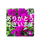 OKINAWAの景色とお花③（個別スタンプ：7）
